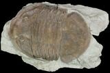 Huge, Isotelus Trilobite - Oldenburg, Indiana #126214-1